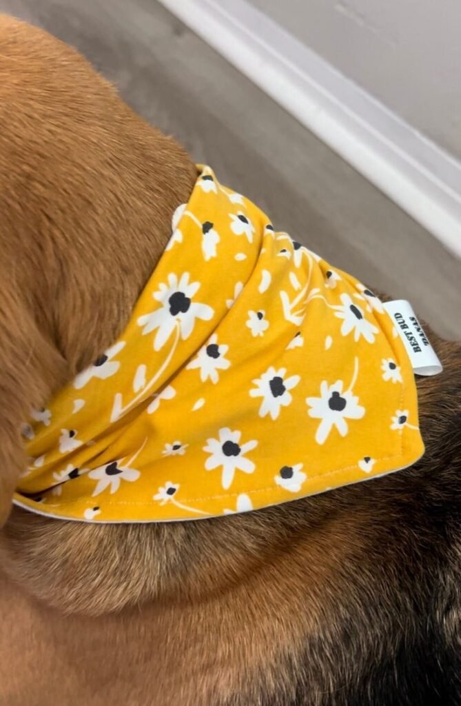 bandana chien artisanal atelier du noeud Chartres